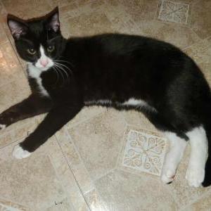 Lost Cat Taika