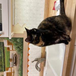 Lost Cat BiSCUIT