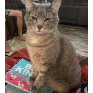 Lost Cat Dot/Dottie