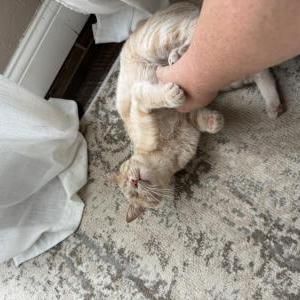 Lost Cat Charlie