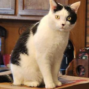 Lost Cat Charli