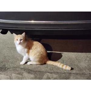 Found Cat Unknown