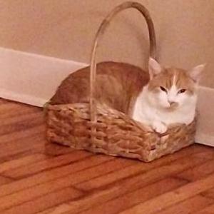 Lost Cat Buddy