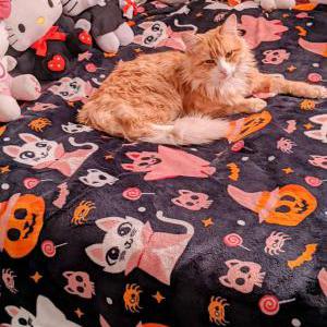 Lost Cat Rubio