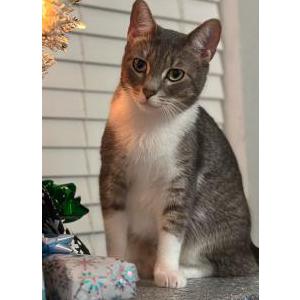 Lost Cat Hickory