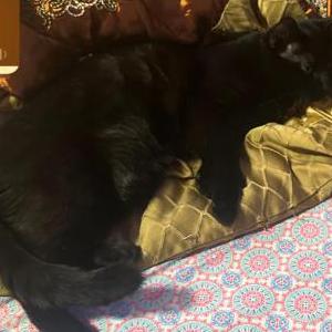Lost Cat Ash
