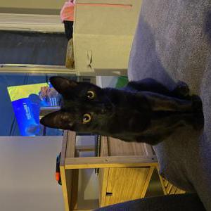 Lost Cat Echo