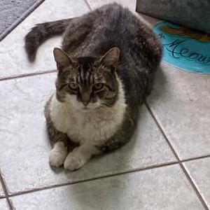 Lost Cat Ms Meow