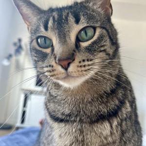 Lost Cat Molly
