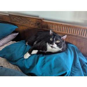 Lost Cat Bib