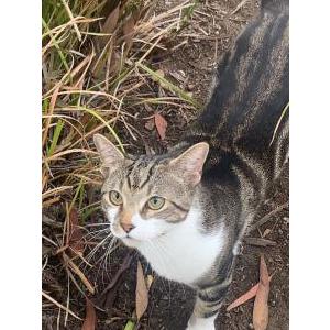 Lost Cat goose