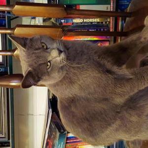 Lost Cat Greyson
