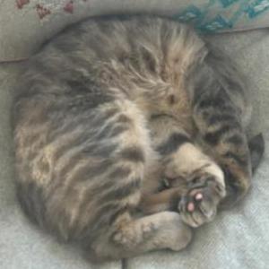 Lost Cat Maverick
