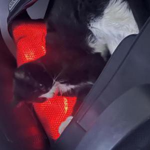 Lost Cat Ghost