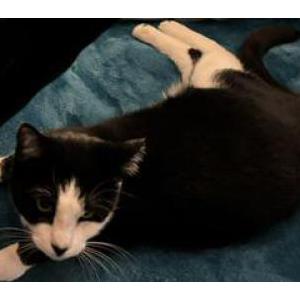 Lost Cat Noel
