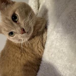 Found Cat Unknown