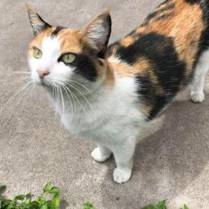 Lost Cat Joni