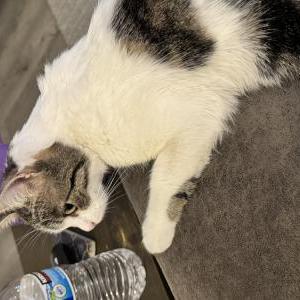 Image of KiKi, Lost Cat