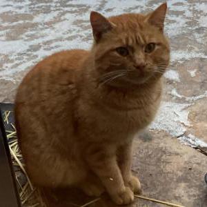 Found Cat Unknown