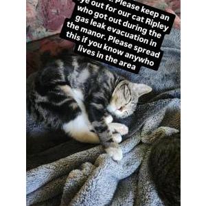 Lost Cat Ripley
