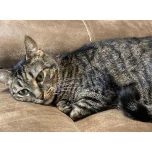 Lost Cat Bella