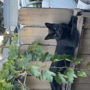 Lost Cat Apollo