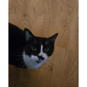 Found Cat Unknown