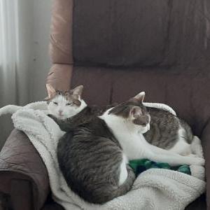 Image of Charlie, Lost Cat