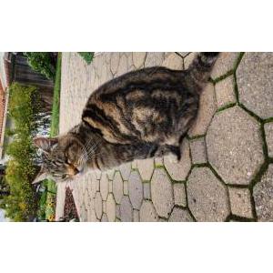 Found Cat unknown