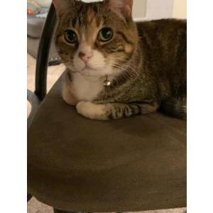 Lost Cat (Cleopatra) Cleo