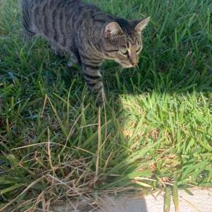 Lost Cat Freddy