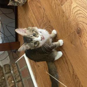 Lost Cat Blessing