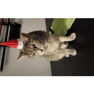 Lost Cat Sherri