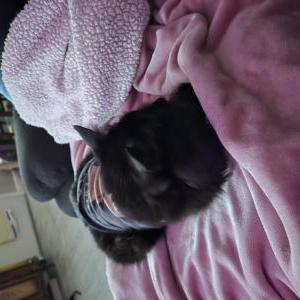 Lost Cat Peaches