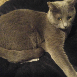 Image of Jasmine, Lost Cat