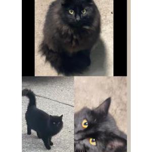 Found Cat Unknown