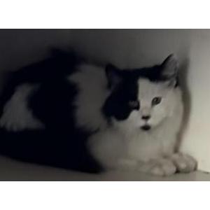 Lost Cat Kitty