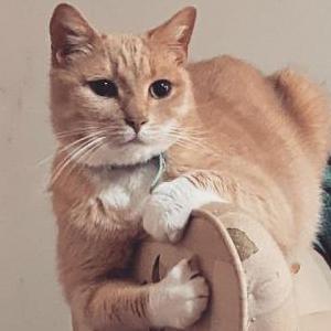 Lost Cat Misha