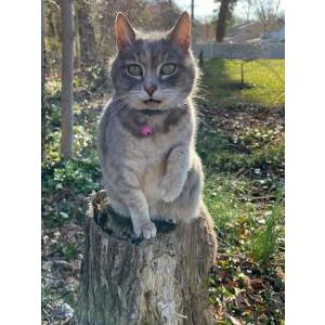 Lost Cat Sukie