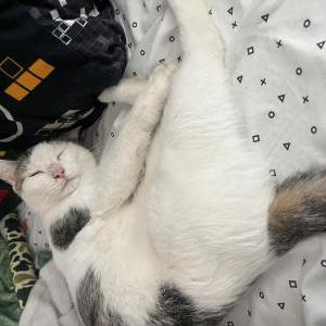 Lost Cat Oliver