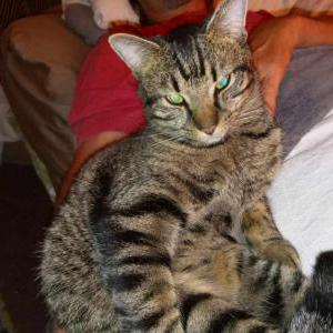 Lost Cat Rascal