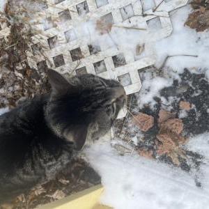 Image of Unknown, Found Cat