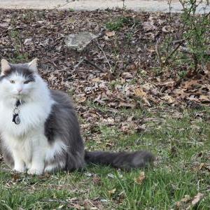 Lost Cat Shaq