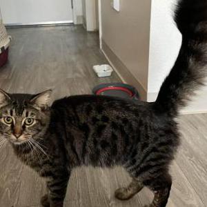 Found Cat Unknown