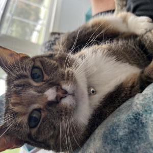 Lost Cat Nika