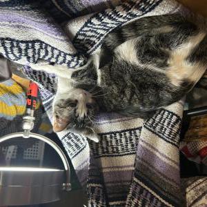 Image of figaro, Lost Cat