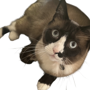 Lost Cat Pharah