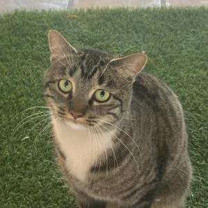 Found Cat Unknown