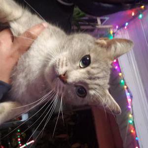 Found Cat Unknown