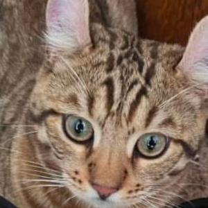 Lost Cat Big Worm/ Wormy